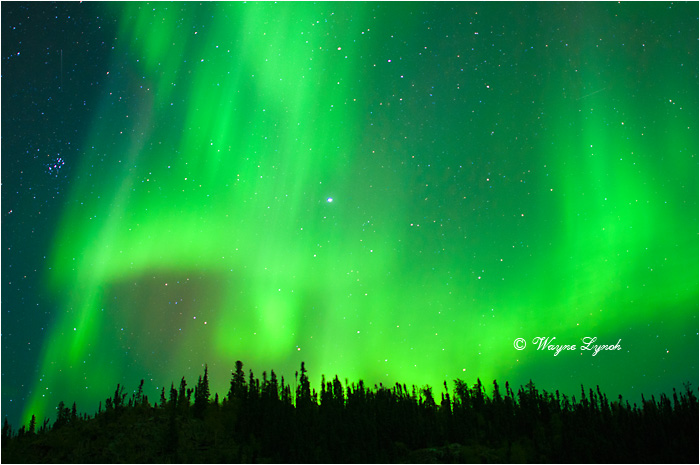 Aurora Borealis by Dr. Wayne Lynch ©